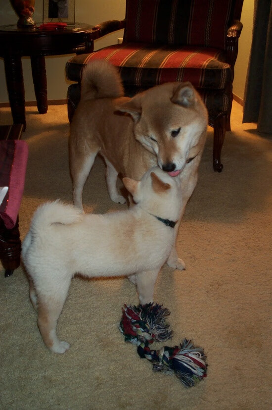 开云入口-巴西女足在奥运会决赛中以0-1惜败美国，获得银牌，巴西女足拿过奥运会冠军吗