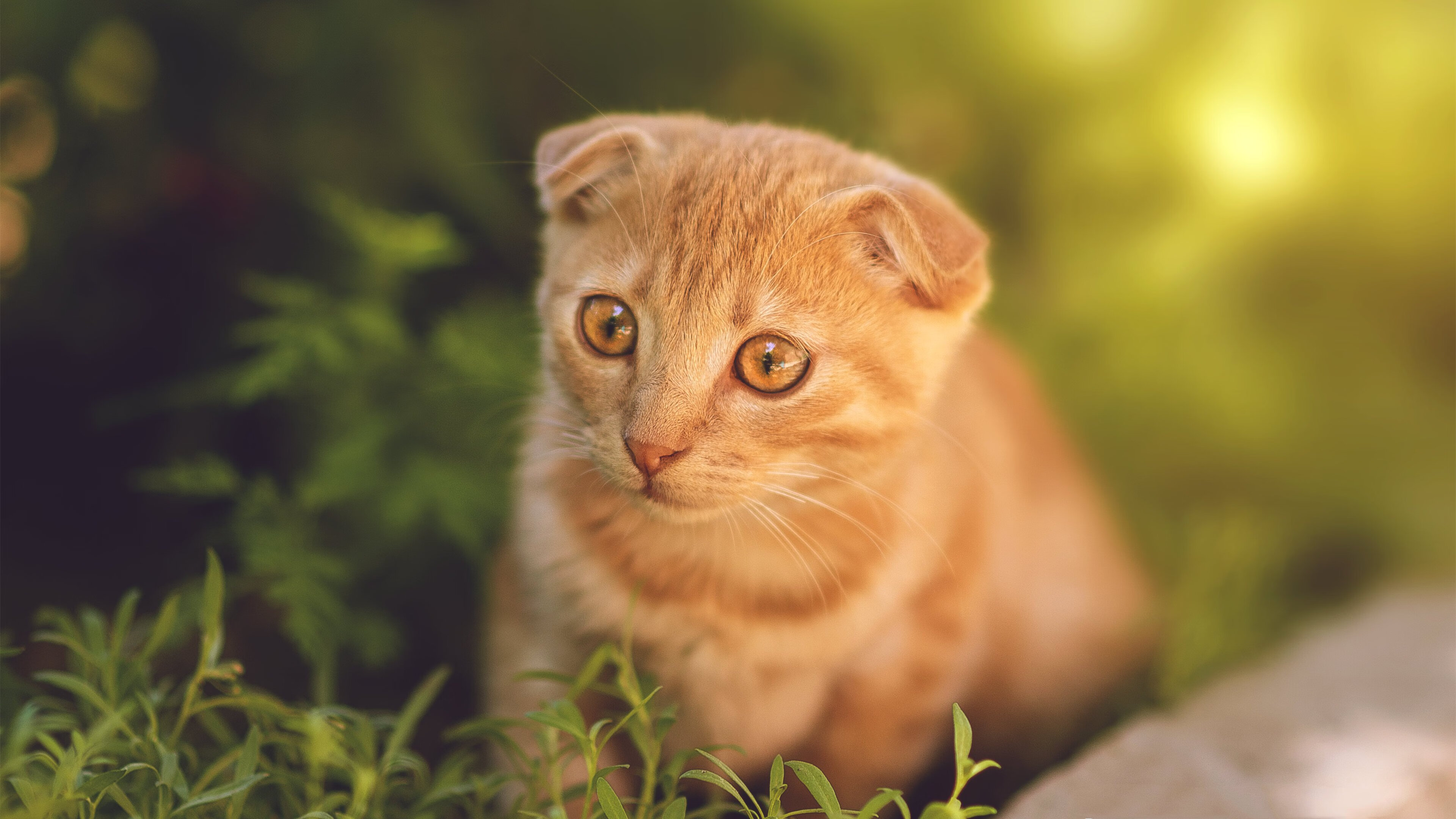 户外攀岩巡回赛，突破极限迎难而上，野外攀岩视频比赛视频