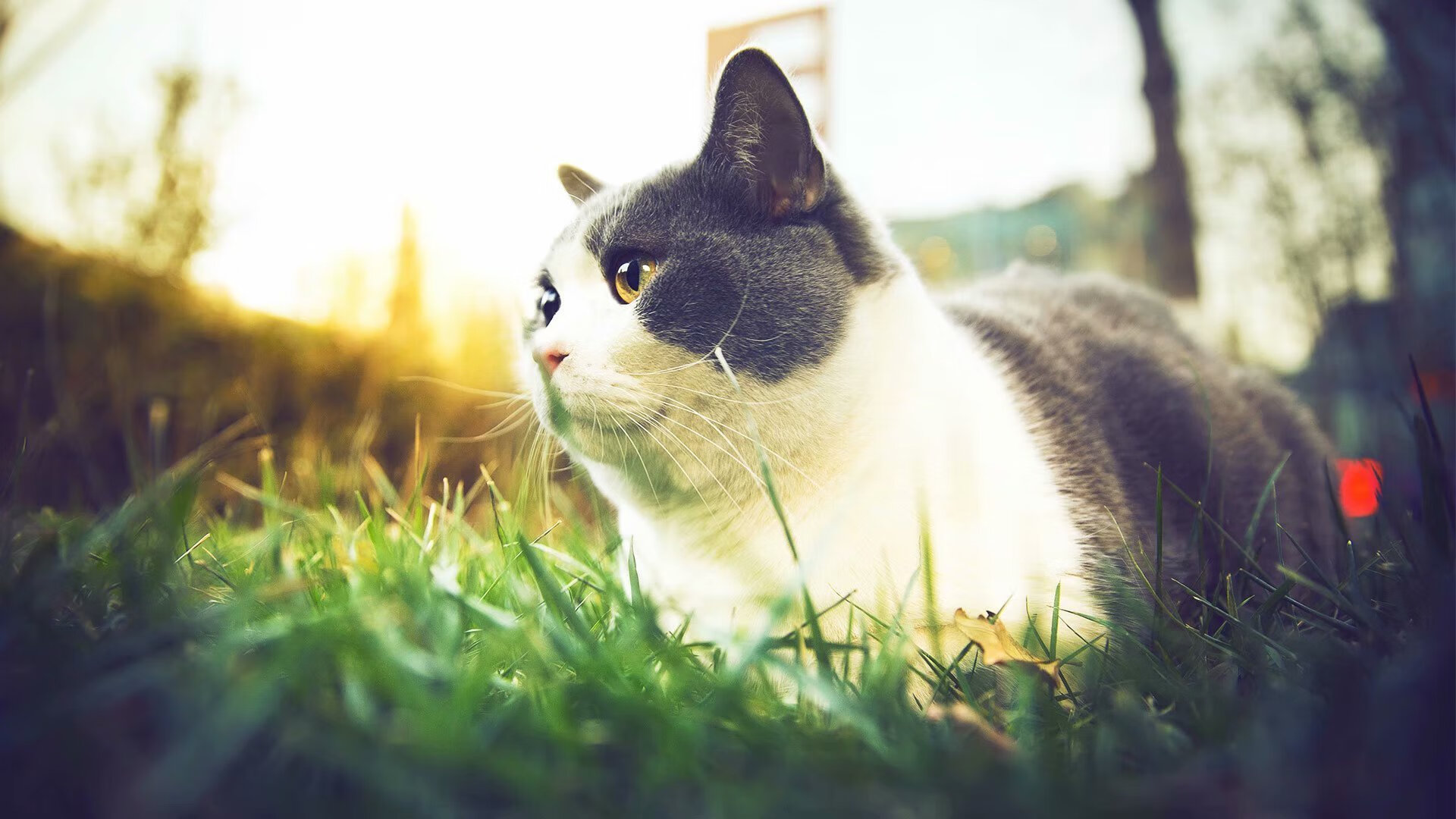 土耳其队遭遇厄运:挑战英格兰赛季提前结束,土耳其联赛