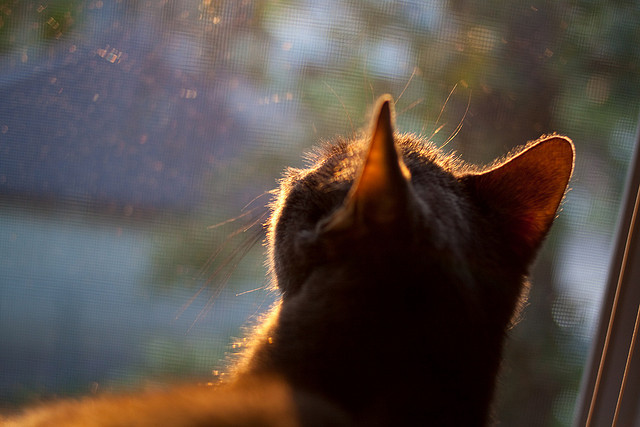 巴萨卫冕之路强劲!梅西绝杀,全队晋级,巴萨官方致敬梅西