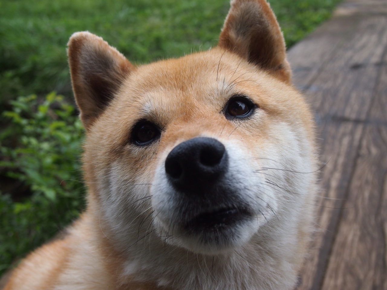 摩洛哥队备战世界杯,目标出线,摩洛哥足球世界杯