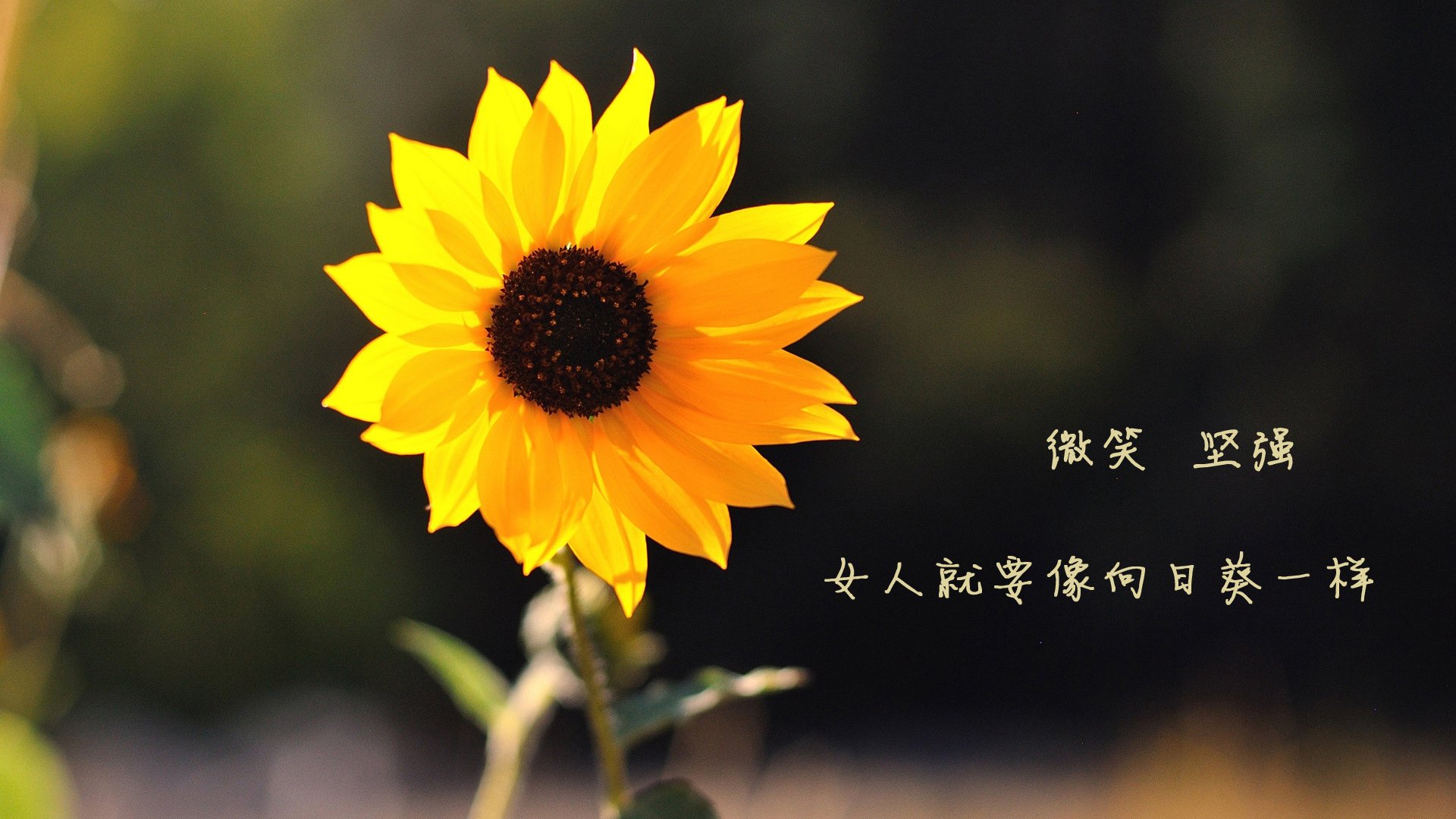 美因茨足球俱乐部在保级战中实现重大突破,美因茨足球俱乐部德甲排名