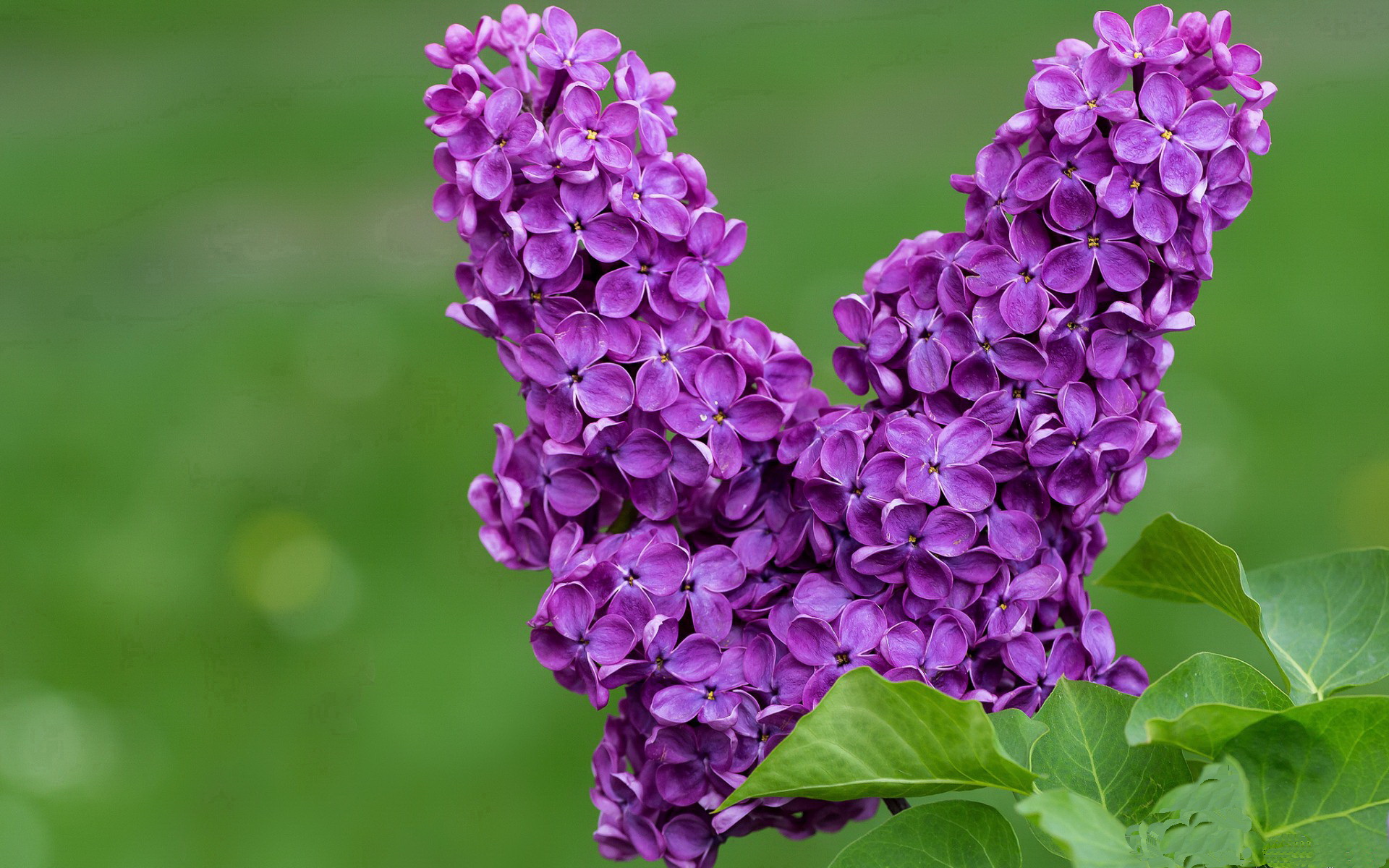 开云APP-雷加利斯主场大胜，连续两场取胜，雷加利斯足球俱乐部