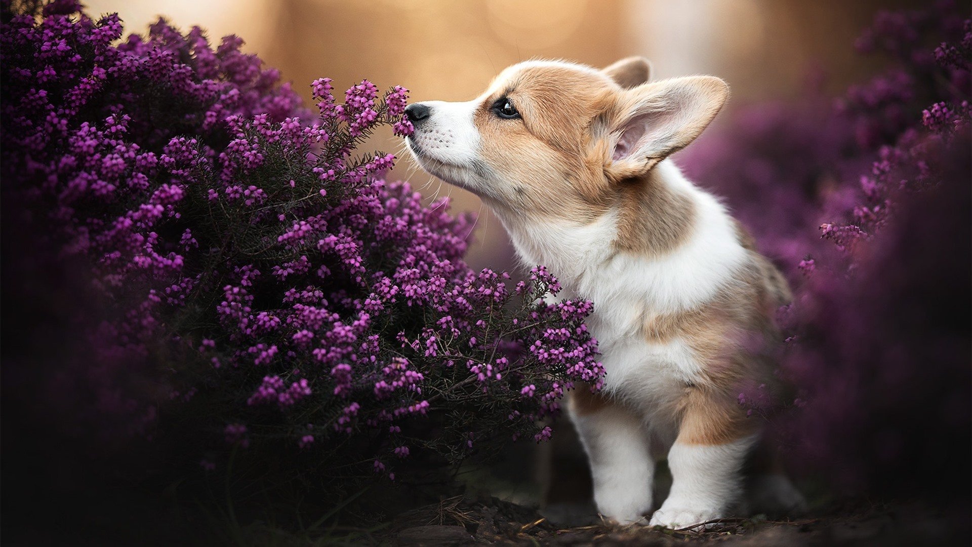 雷加利斯士气低迷，需寻找突破口，雷加利亚任务