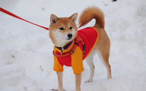 kaiyun官方入口登录-卡斯帕·科尔博蛙泳动作协调速度惊人，卡帕斯游泳