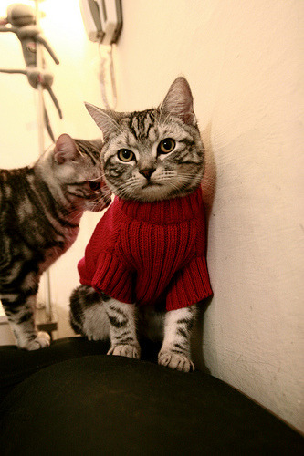 独行侠公布新战术东契奇球权分配合理，曝东契奇同意5年2.07亿续约独行侠