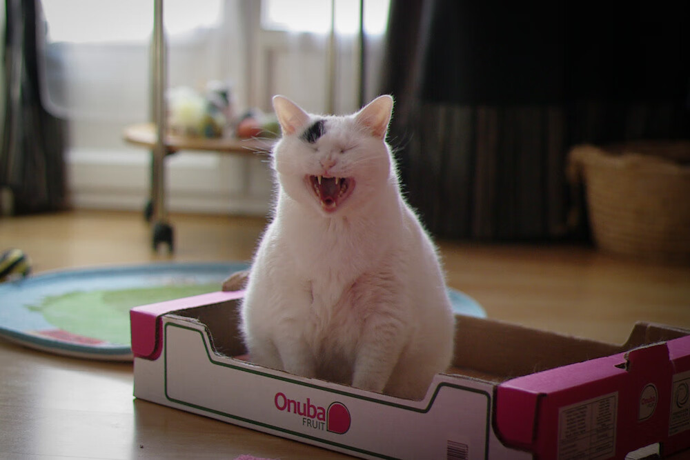 开云·Kaiyun网页版-自由泳接力赛希腊力压强敌，自由泳接力比赛